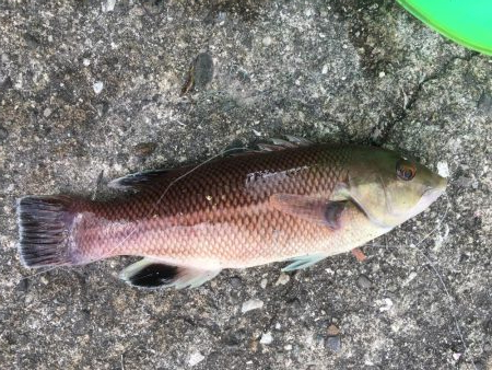 釣れました幻のアイナメ