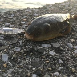 チビメバルちゃんばかり