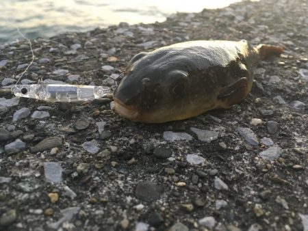 チビメバルちゃんばかり