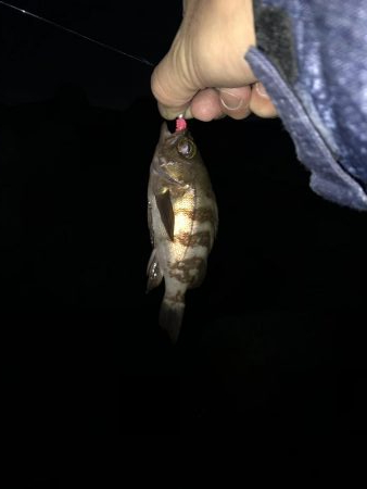 今シーズン初のメバルのはずが……