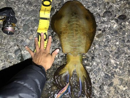 アオリイカ キロアップ