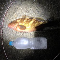 赤色のうまい奴