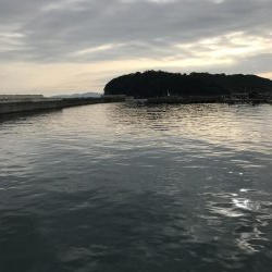 青物不発！いわし大量発生