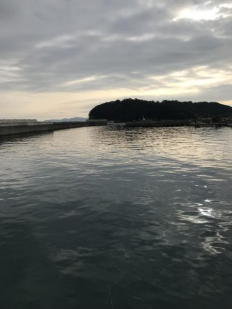 青物不発！いわし大量発生