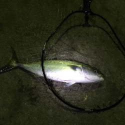 堂ノ浦でナイト青物