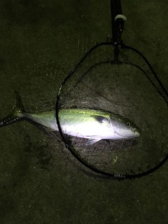 堂ノ浦でナイト青物