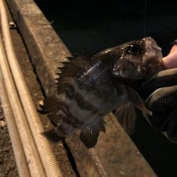 アジングのつもりが、、、