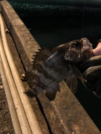 アジングのつもりが、、、