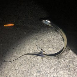 極寒の中、釣り納め