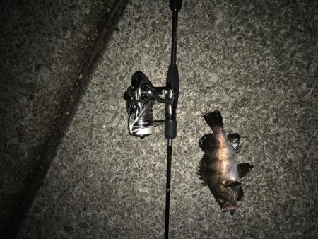 今日はメバリング♫