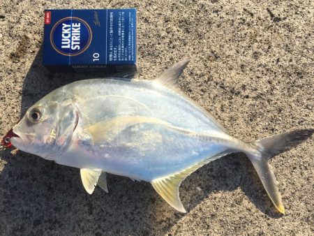 メッキ　釣り時間1時間