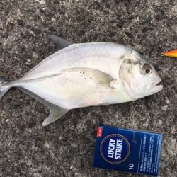 最近通ってるメッキ釣り