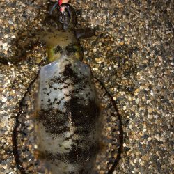 帰省釣行（水俣市）