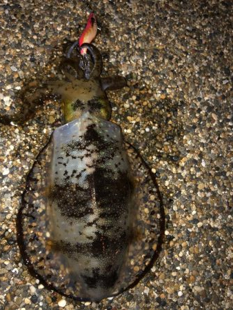 帰省釣行（水俣市）