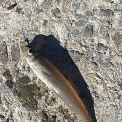 本命で釣り納め