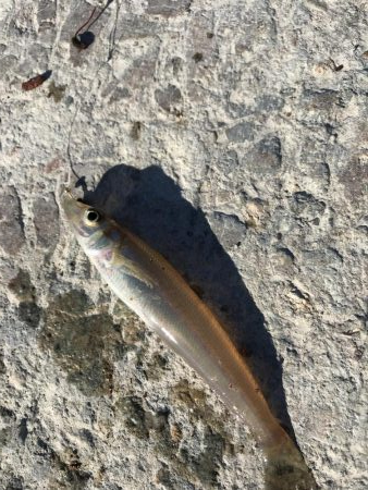 本命で釣り納め