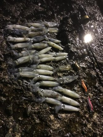 二日間連続ヒイカ