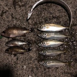 アジング メバリング