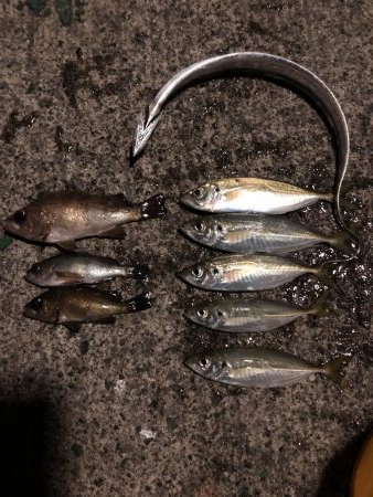 アジング メバリング