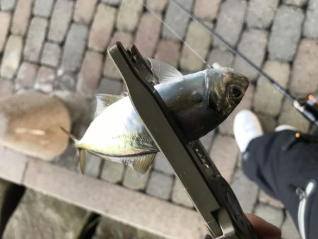 芦屋浜アジング