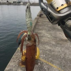 デイヒイカ撃沈