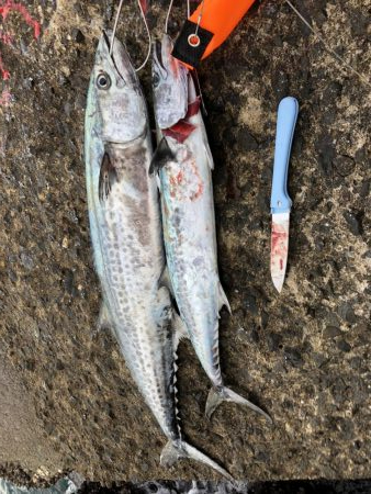 さごしとさわら