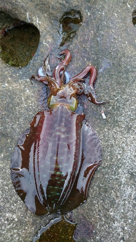 フカセ釣り  エギング