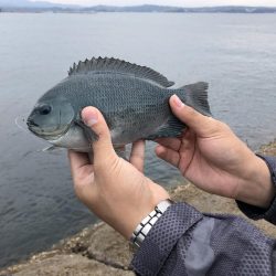田辺フカセ釣り