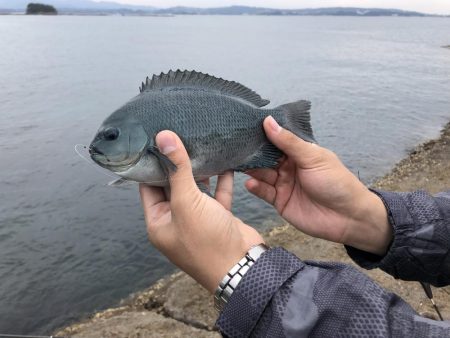 田辺フカセ釣り
