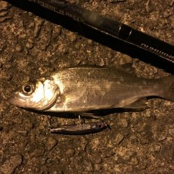 ちょい釣り セイゴ