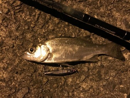 ちょい釣り セイゴ