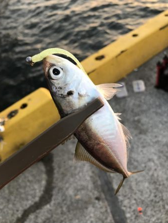 ポーアイ、サビキでアジ