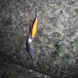 人生初のヒイカ