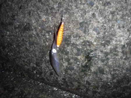 人生初のヒイカ