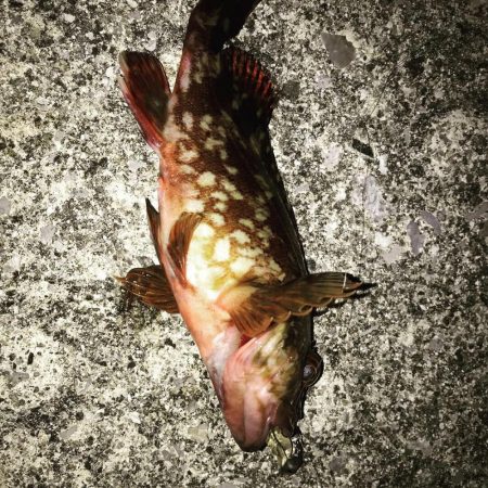 ガシーはひたすら釣れるがチビばっかり