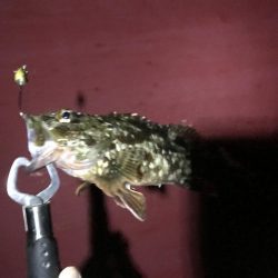 またまた来ました！