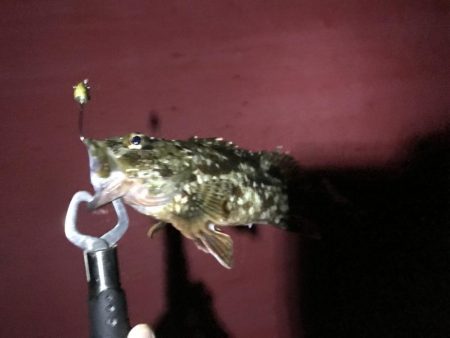 またまた来ました！