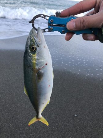 朝まずめ〜昼まで