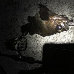 メバル プラッキング 修行