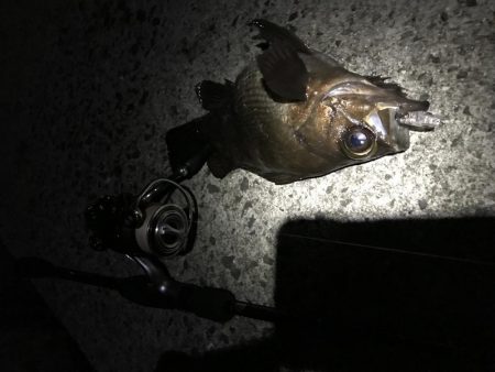 メバル プラッキング 修行