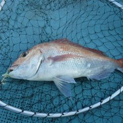 タイラバ まあまあ釣れた