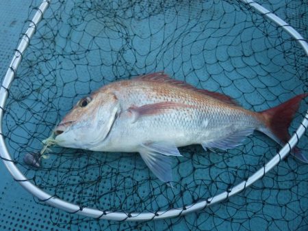 タイラバ まあまあ釣れた