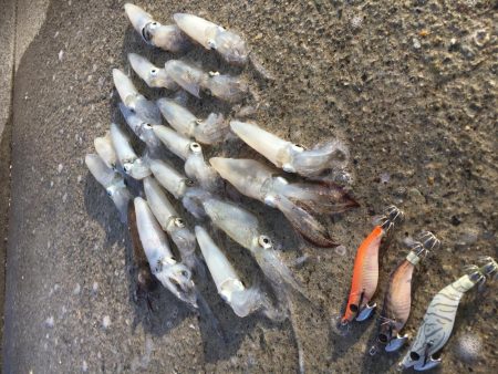 爆釣のヒイカ遠征旅