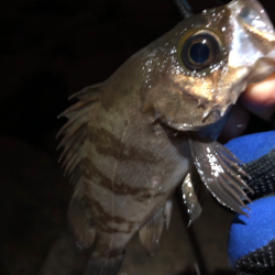 相変わらず、、、