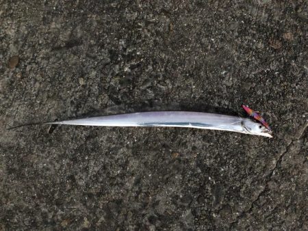 タチウオシーズン終盤