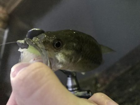 クリスマス釣りー