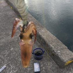 絶対エースロスト