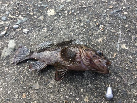 岸壁探り釣り ソイ