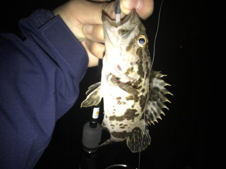 メバリングのはずがガシラとサバ