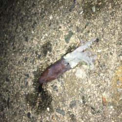 ワームでヒイカ